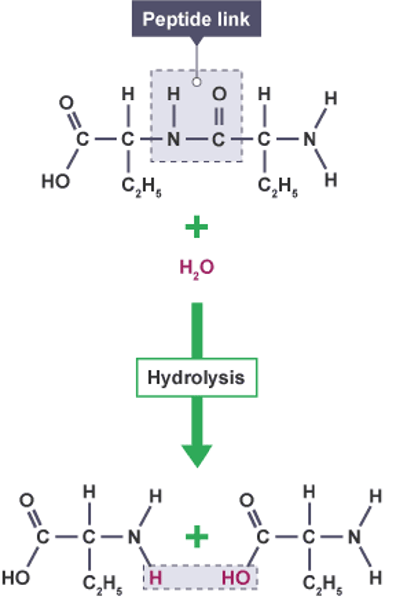 <p>Process in which water is added and acts like a knife to break the bond between the monomers; one water is required to break a single bond</p>