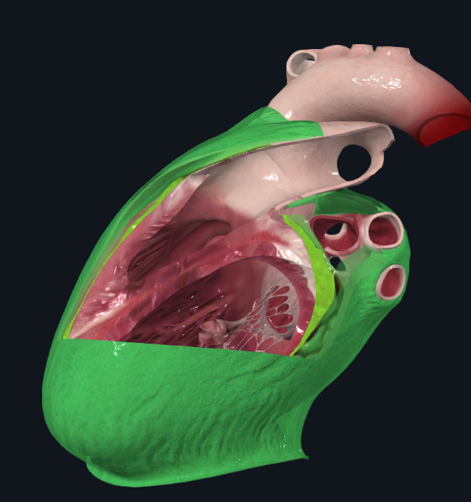 <p>Saco fibroseroso que rodea al corazón y su pedículo vascular.</p><p>Se divide en:</p><ul><li><p><mark data-color="yellow" style="background-color: yellow; color: inherit">Pericardio Seroso (Interno)</mark></p><ul><li><p><mark data-color="yellow" style="background-color: yellow; color: inherit">Hoja Parietal</mark></p></li><li><p><mark data-color="yellow" style="background-color: yellow; color: inherit">Hoja Visceral (Epicardio)</mark></p></li></ul></li><li><p><mark data-color="blue" style="background-color: blue; color: inherit">Pericardio fibroso (Externo)</mark></p><ul><li><p><mark data-color="blue" style="background-color: blue; color: inherit">Ligamento VertebroPericárdico (Béraud)</mark></p></li><li><p><mark data-color="blue" style="background-color: blue; color: inherit">Ligamento EsternoPericárdico</mark></p><ul><li><p><mark data-color="blue" style="background-color: blue; color: inherit">Superior e inferior</mark></p></li></ul></li><li><p><mark data-color="blue" style="background-color: blue; color: inherit">Ligamento FrenoPericárdico (Diafragma)</mark></p><ul><li><p><mark data-color="blue" style="background-color: blue; color: inherit">Lateral derecho</mark></p></li><li><p><mark data-color="blue" style="background-color: blue; color: inherit">Lateral Izquierdo</mark></p></li><li><p><mark data-color="blue" style="background-color: blue; color: inherit">Anterior</mark></p></li></ul></li></ul></li></ul><p></p>