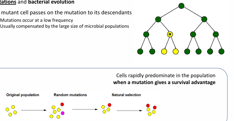 <p>Las mutaciones son muy importantes en la evolución bacteriana y se pasan a la descendencia, tengan o no tengan trascendencia</p><p>Ocurren en una frecuencia muy baja y normalmente se compensan gracias a la cantidad de poblaciones microbiotas</p><p>Las bacterias “siempre ganan” porque tienen <strong>facilidad de adaptarse</strong></p><ul><li><p>es decir, tienen plasticidad genética para adaptarse a cualquier situación cambiante (ej: resistencia a los antibióticos)</p></li></ul><p>Cuando una mutación da mayor capacidad a la bacteria (mayor feedness) le provocará:</p><ul><li><p>ventaja a nivel evolutivo</p></li></ul><p>Aunque las mutaciones no son la manera más relevante de dar resistencia a los antibióticos, pero sí que contribuyen</p><p></p>