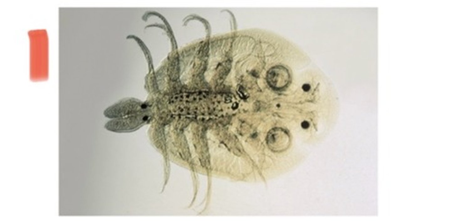 <p>Crustacean is what species</p>