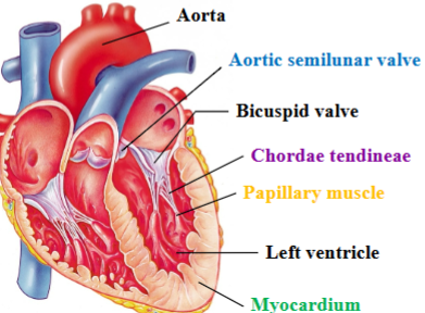 <p><span style="background-color: transparent;"><span>Separates left ventricle from the aorta&nbsp;</span></span></p>