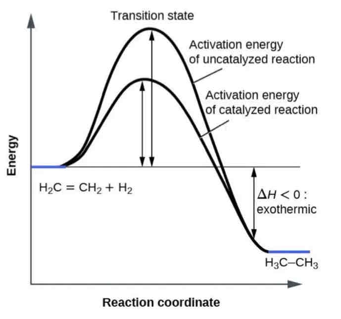 <ul><li><p>Efficiency: By reducing the activation energy, enzymes allow reactions to proceed more rapidly and at lower energy costs.</p></li><li><p>﻿﻿Reaction Mechanism: Enzymes provide a platform where reactants can come together in an optimal orientation, which facilitates the formation of transition states and thereby lowers the activation energy needed.</p></li></ul>