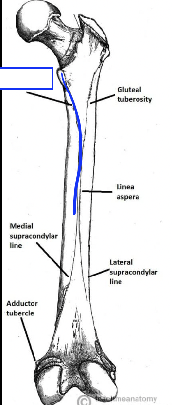 <p>short, curved line that passes inferolaterally from the base of the LESSER TROCHANTER, between the SPIRAL LINE and GLUTEAL TUBEROSITY</p>