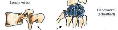 <p>zbsp.: Lendenwirbel, Handwurzel</p>