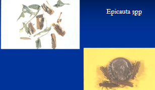 <p><span style="background-color: transparent;">Blister beetle toxicosis</span></p>