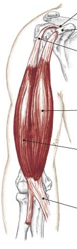 <p>what muscle is this </p>