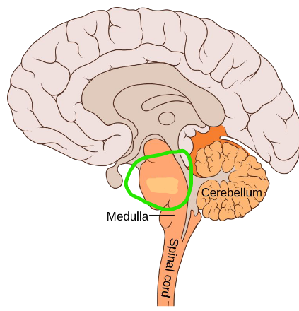 <p>Regulates sleep and arousal (alertness)</p>