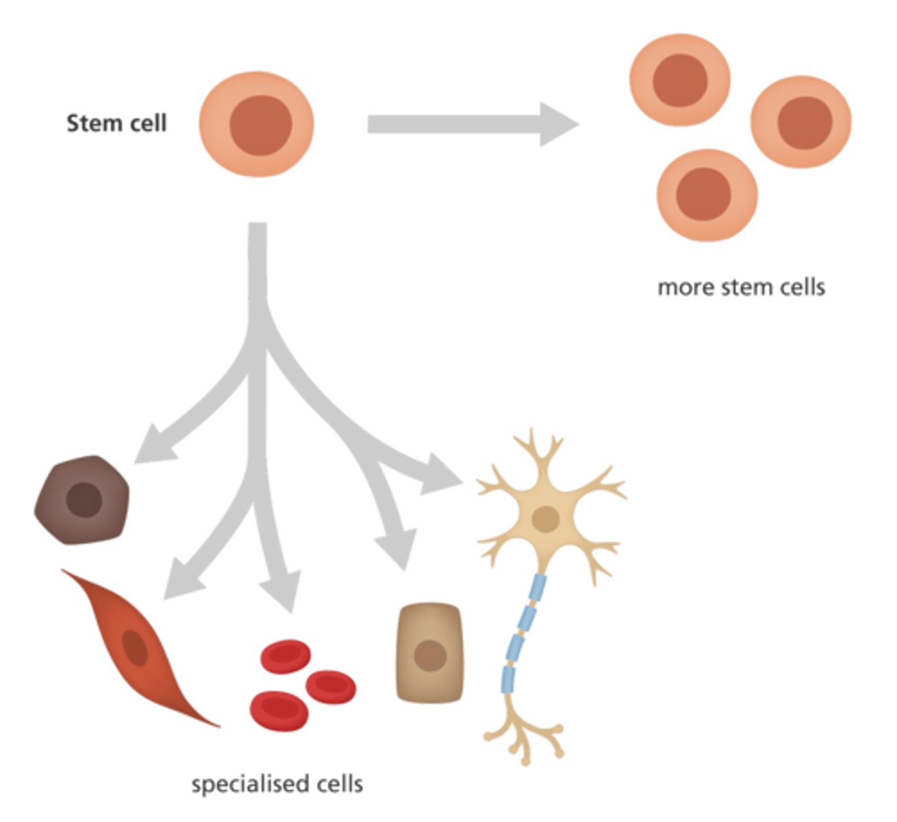 <p>You should tell your mom you love her but that she is misguided. ;) Stem cells are cells that can specialize into several other types of cells. Our body is mainly composed of mature cells, which have a specialized function. The primary purpose of stem cells is to divide and differentiate instead of perform daily functions.</p>