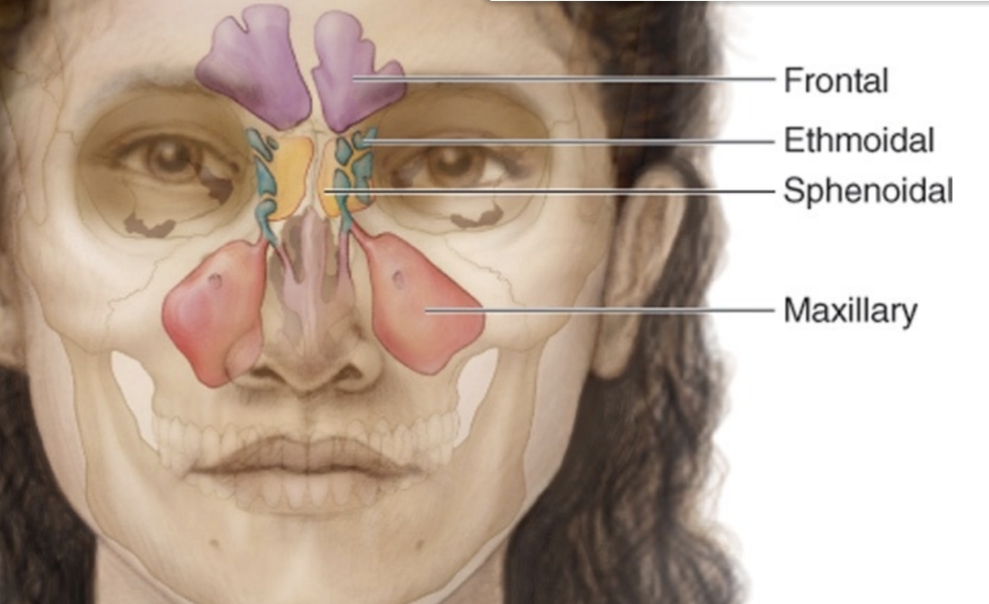 <p>List the four paranasal sinuses.</p>