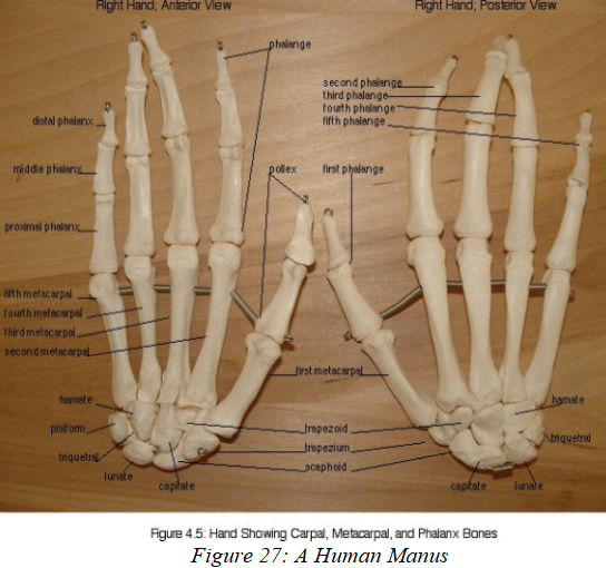 <p>(articulates with radius &amp; ulna):</p><ul><li><p><strong>Radiale</strong> → bone that articulates with the radius.</p><ul><li><p>Human equivalent = <strong>Scaphoid</strong>.</p></li></ul></li><li><p><strong>Intermedium</strong> → middle proximal bone.</p><ul><li><p>Human equivalent = <strong>Lunate</strong>.</p></li></ul></li><li><p><strong>Ulnare</strong> → bone that articulates with the ulna.</p><ul><li><p>Human equivalent = <strong>Triquetral</strong>.</p></li></ul></li><li><p><strong>Pisiform</strong> → sesamoid bone that articulates with the ulnare.</p><ul><li><p>Present in many reptiles &amp; mammals.</p></li><li><p>In humans, also called <strong>Pisiform</strong>.</p></li></ul></li></ul><p></p>