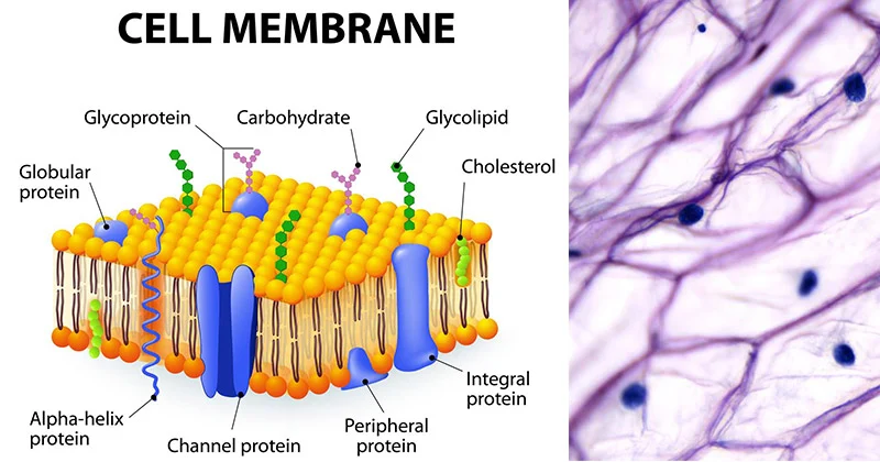 <p>Flexible and semipermeable lipid bilayer that separates a cell’s interior from the outside environment</p>