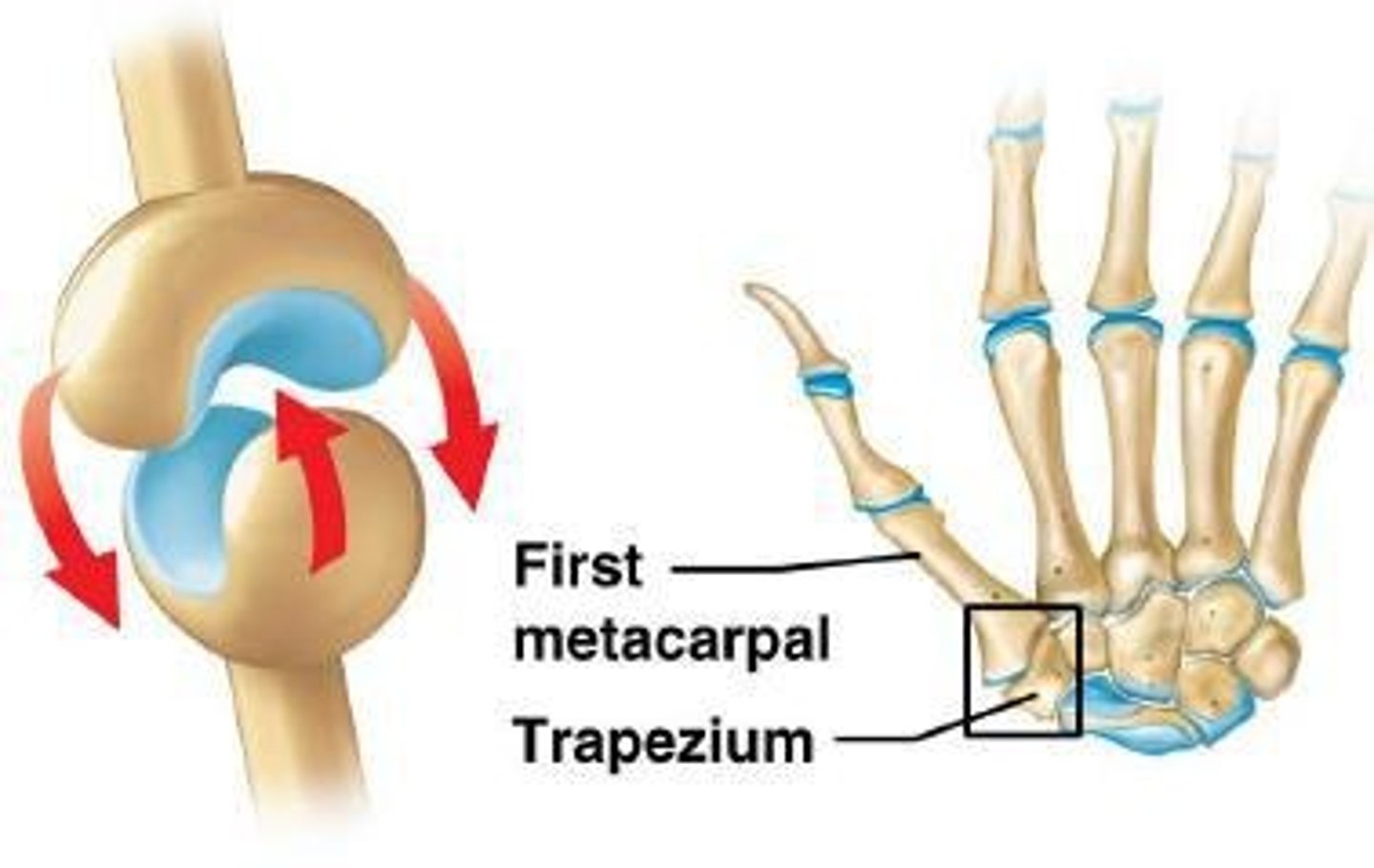 <p>modified condyloid joint with biaxial movement in two planes</p>