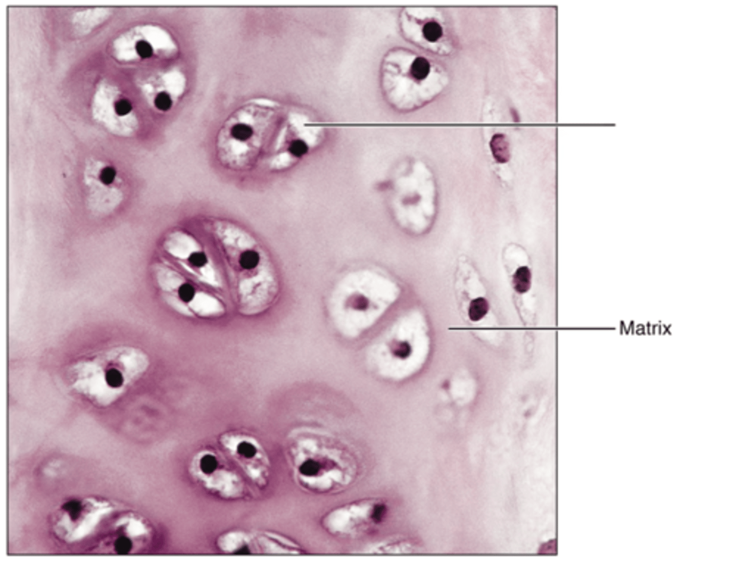 <p>Label the inner structure.</p>