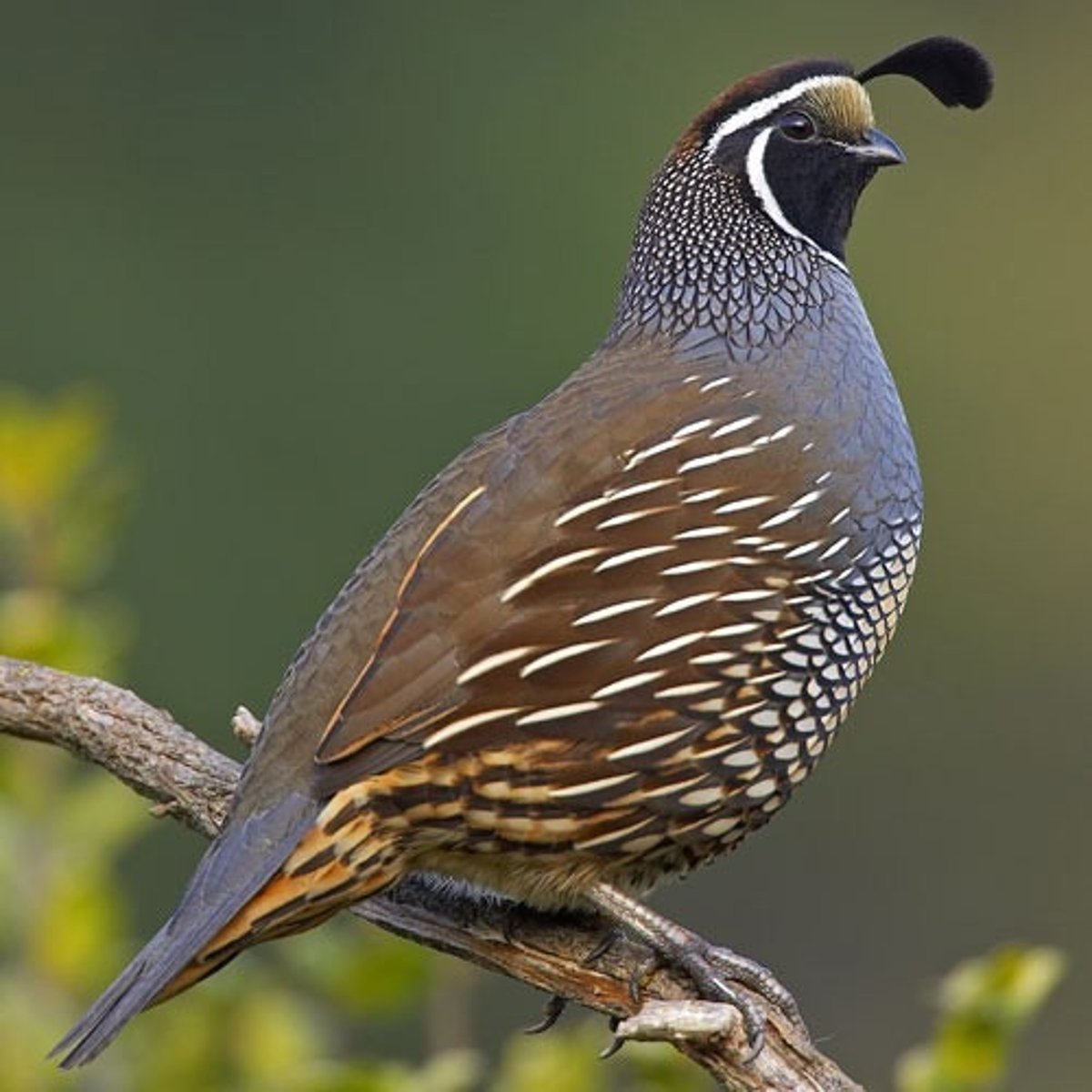 <p>California Quail</p>