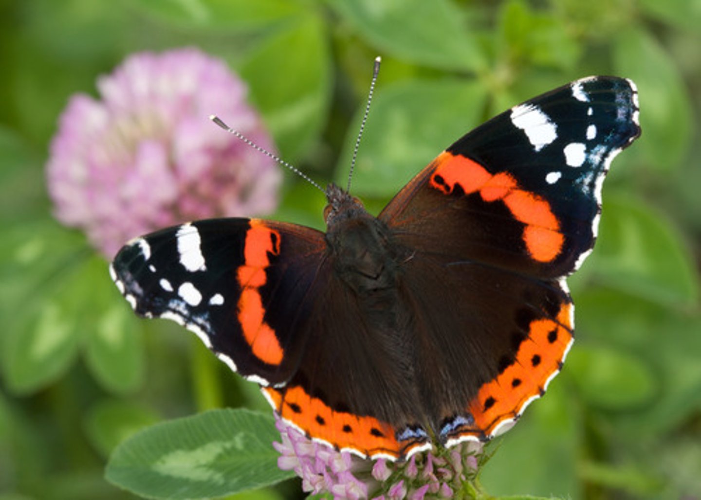<p>Schoenlappers, Dagvlinders, groot met opvallende kleuren, voorste poten poetspoten</p>