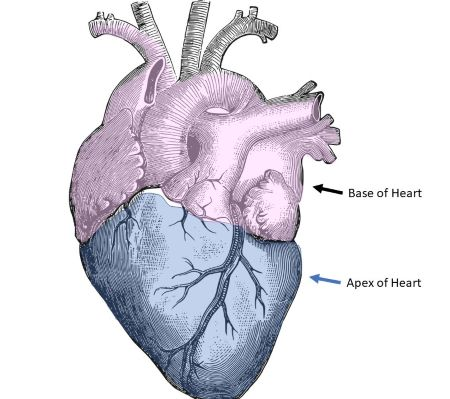 <p>pointed inferior (bottom) tip formed by the left ventricle</p>