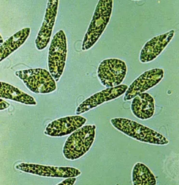 <p>microscopic, motile (flagella</p>