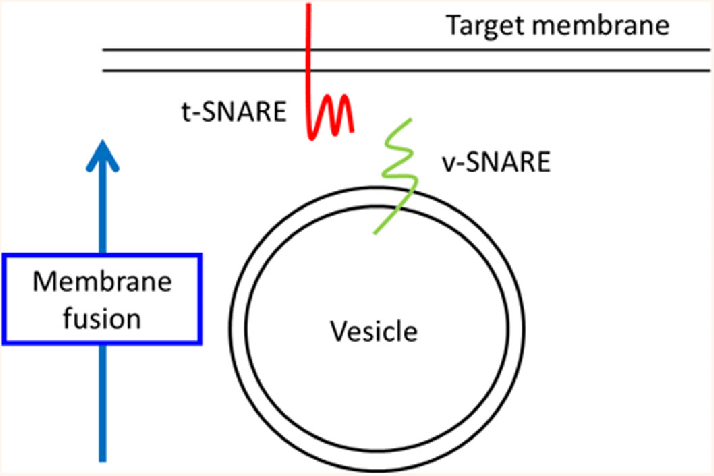 <p>-used with exocytosis</p><p>- v-snare = docking marker. on vesicle (v for vesicle)</p><p>- t-snare = docking acceptor. on membrane</p>