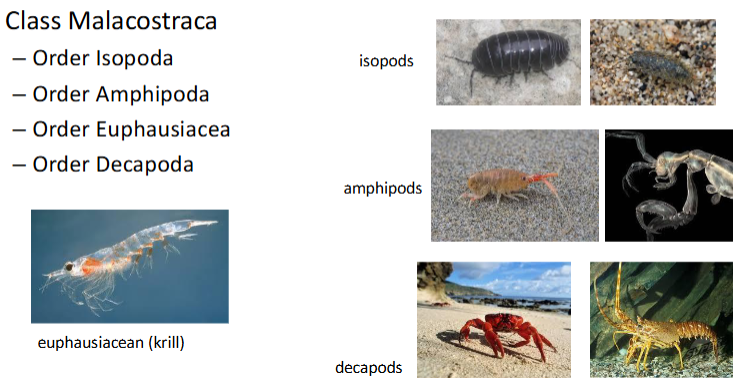 <ul><li><p>Order Isopoda</p></li><li><p>Order Amphipoda</p></li><li><p>Order Euphausia</p></li><li><p>Order Decapoda</p></li></ul><p></p>