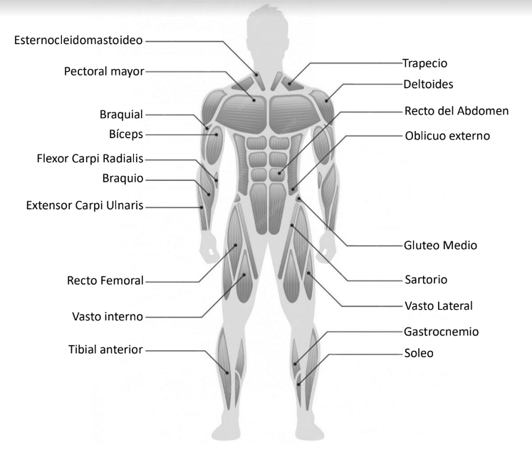 <p>33. En la ilustración identifica los principales músculos del cuerpo humano región anterior</p><p></p>