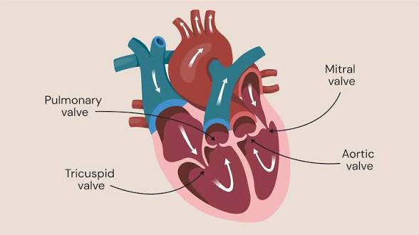 <p>what are the four valves that ensure unidirectional blood flow?</p>