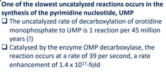 <ul><li><p>in the synthesis of <strong>pyrimidine </strong>(UMP), <strong>orotidine monophosphate</strong> must be decarboxylated by <strong>OMP decarboxylase</strong></p></li><li><p>the rate is enhanced by this enzyme from 1 reaction per 45 million years to 39 reactions per second</p></li><li><p>this is a<strong> 1.4 × 10<sup>17</sup> fold increase</strong></p></li></ul><p></p>