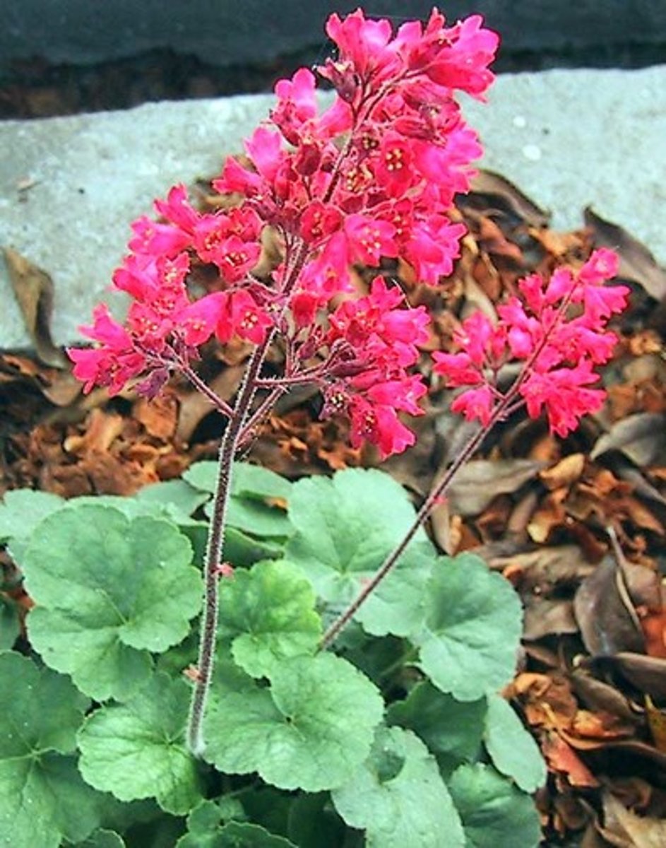 <p>Coral Bells</p>