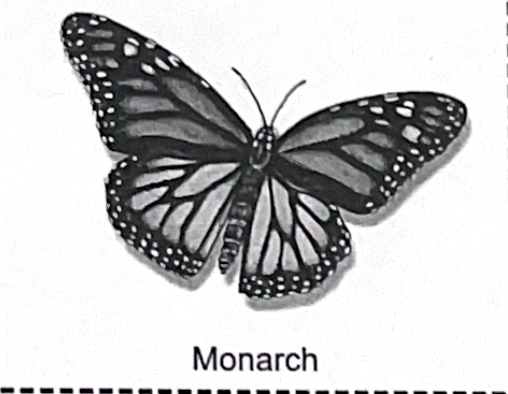<p>monarch SP</p>