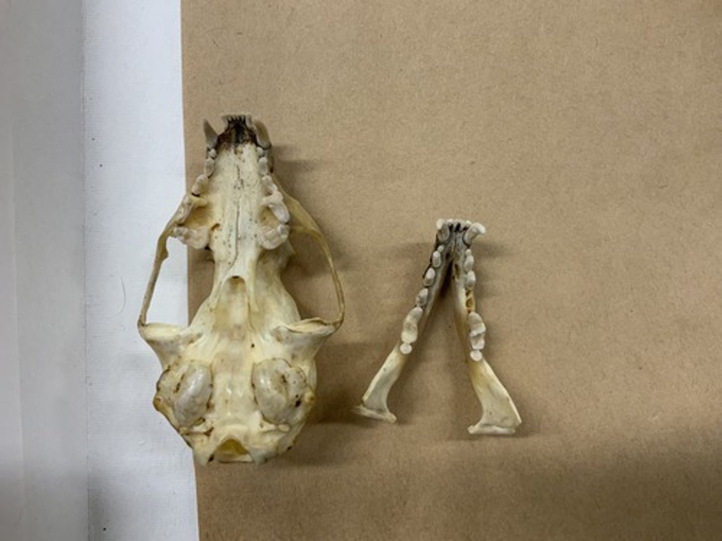 <p>Family, Suborder, Order, Infraclass, Subclass</p><p>-8-9 teeth</p><p>-dumbbell last M</p><p>-longer palate length</p><p>-postmandibular process strongly developed (often holding mandible in place)</p>