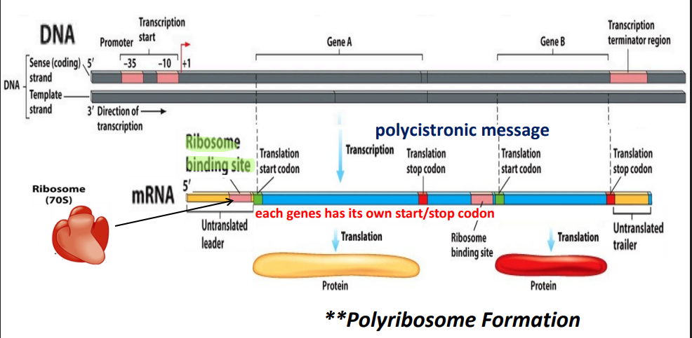 <p><strong><u>ribosome binding site; binds to 16S ribosomal RNA of small (30S) ribosomal subunit</u></strong>;ribosome binding followed by translation of transcript toform polypeptide</p>