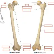 <p>femur</p>