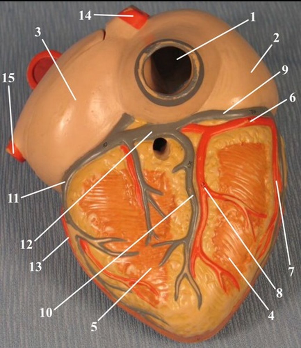 <p>contain oxygen-poor blood</p>