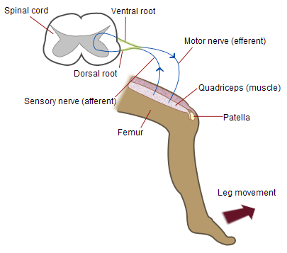 <p>Sudden movements the require special pathways that allow a response to occur before the brain has time to think. </p><p>-The sensory Neuron carries the message from the receptor to the spinal cord </p><p>-The interneuron then sends two messages at the same time, one to your brain and the other to the effect via the motor Neurons. </p><p></p><p>This means the muscle moves at the same time the brain gets the message. </p>