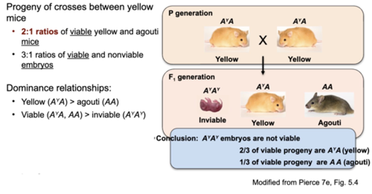 <p>- ________ ratios of viable yellow and agouti mice (when you cross 2 yellow mice A^YA x A^YA)</p><p>- Lethal alleles can be truly dominant, but lethality occurs ___________ the heterozygotes have produced offspring</p>