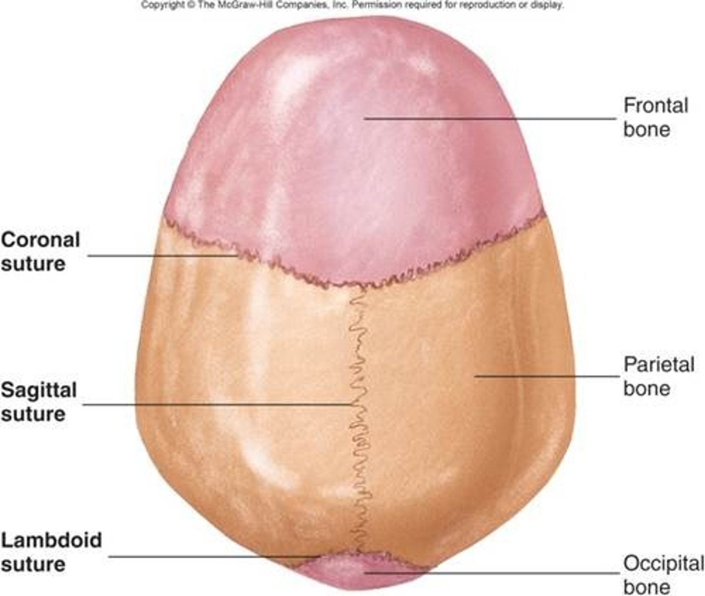 <p>thin layer of dense connective tissue that joins flat bones of the skull together</p>