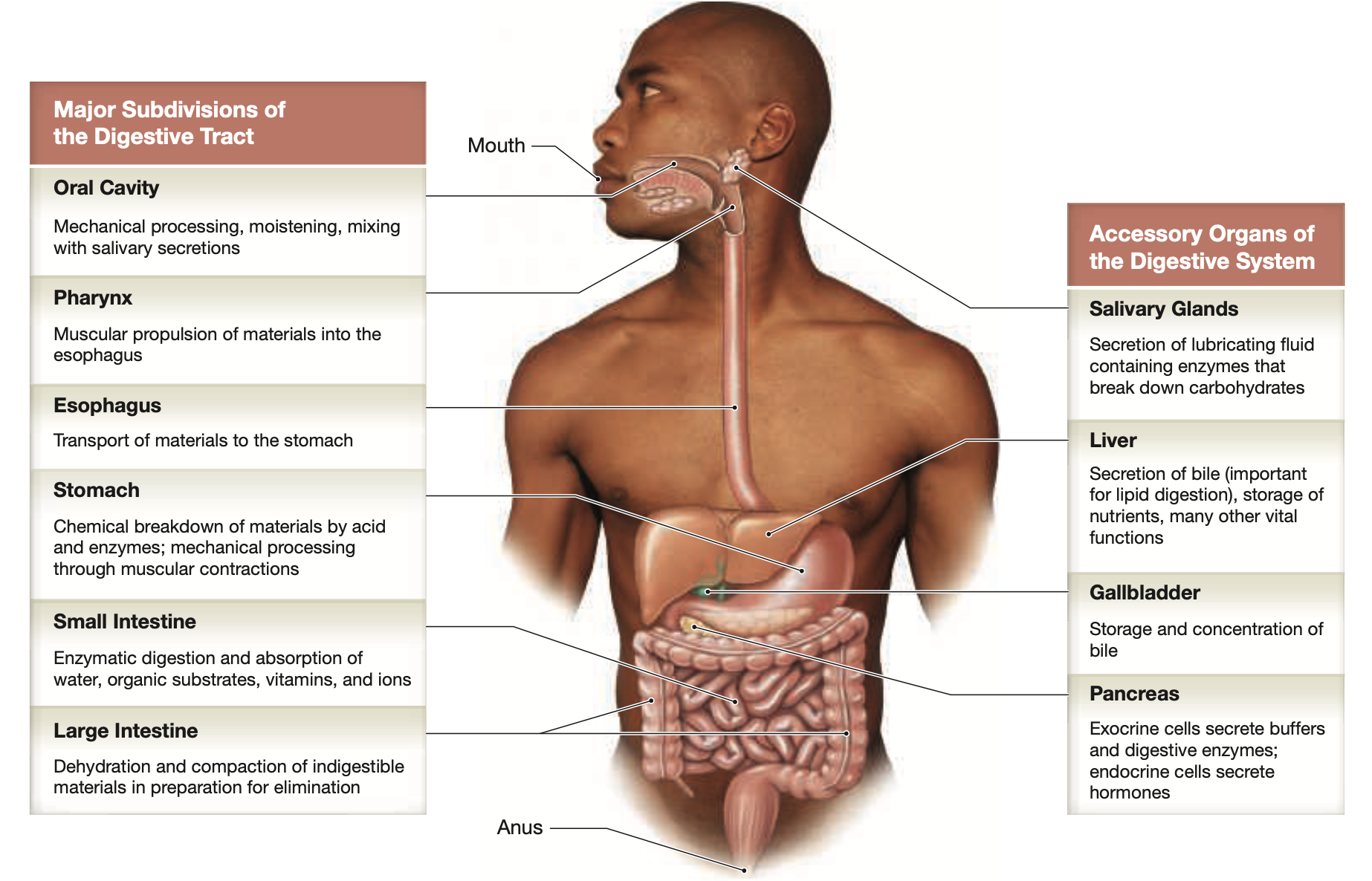 Subdivisions of Digestive Tract & Accessory Organs
