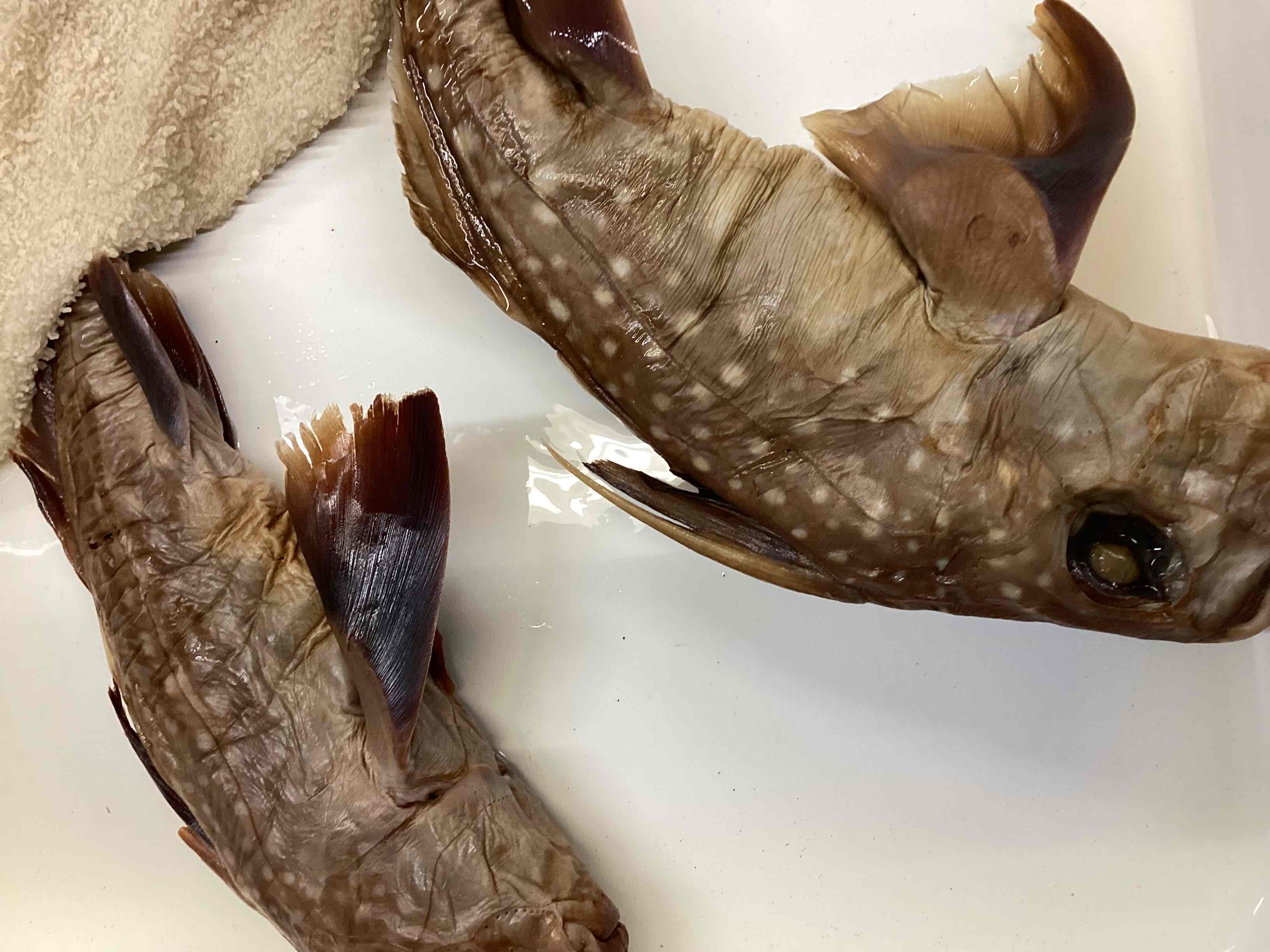 <p>Spotted ratfish</p>
