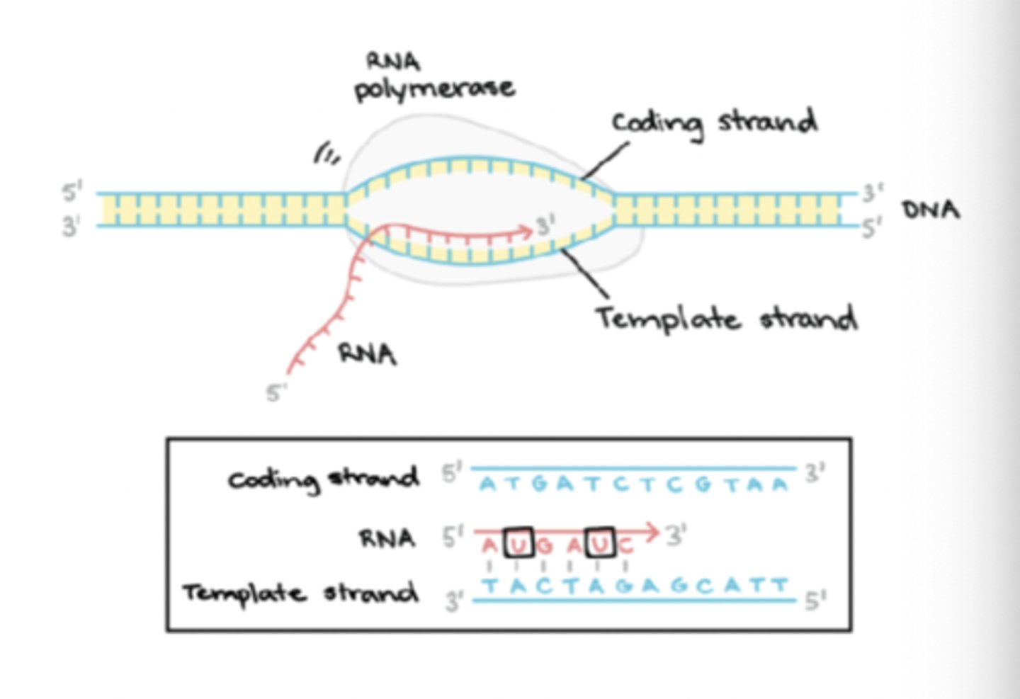 <p>Core enzyme elongates RNA strand in a 5' to 3' direction</p><p>transcription bubble has polymerase, DNA template and nascent RNA</p>