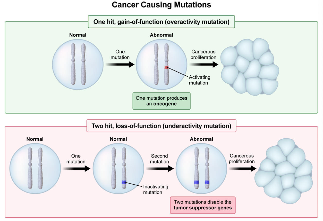 <p><strong>C. one-hit, gain-of-function mutation | meaning a gain-of-function mutation in one copy of the gene is all that is required to turn the gene into a cancer-causing oncogene.</strong></p><p><u>Key Takeaways</u></p><p>proton-oncogenes become cancerous via a one-hit, gain-of-funtion mutation ; tumor-suppressor genes become cancerous via a two-hit, loss-of-function mutation</p>