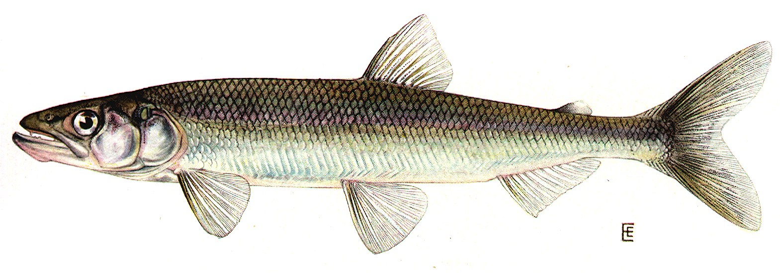 <p>Rainbow Smelt</p>