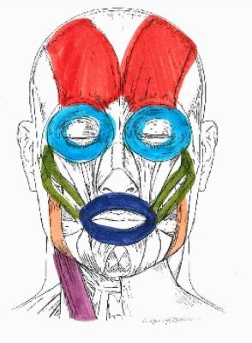 <p>dark blue muscle</p>