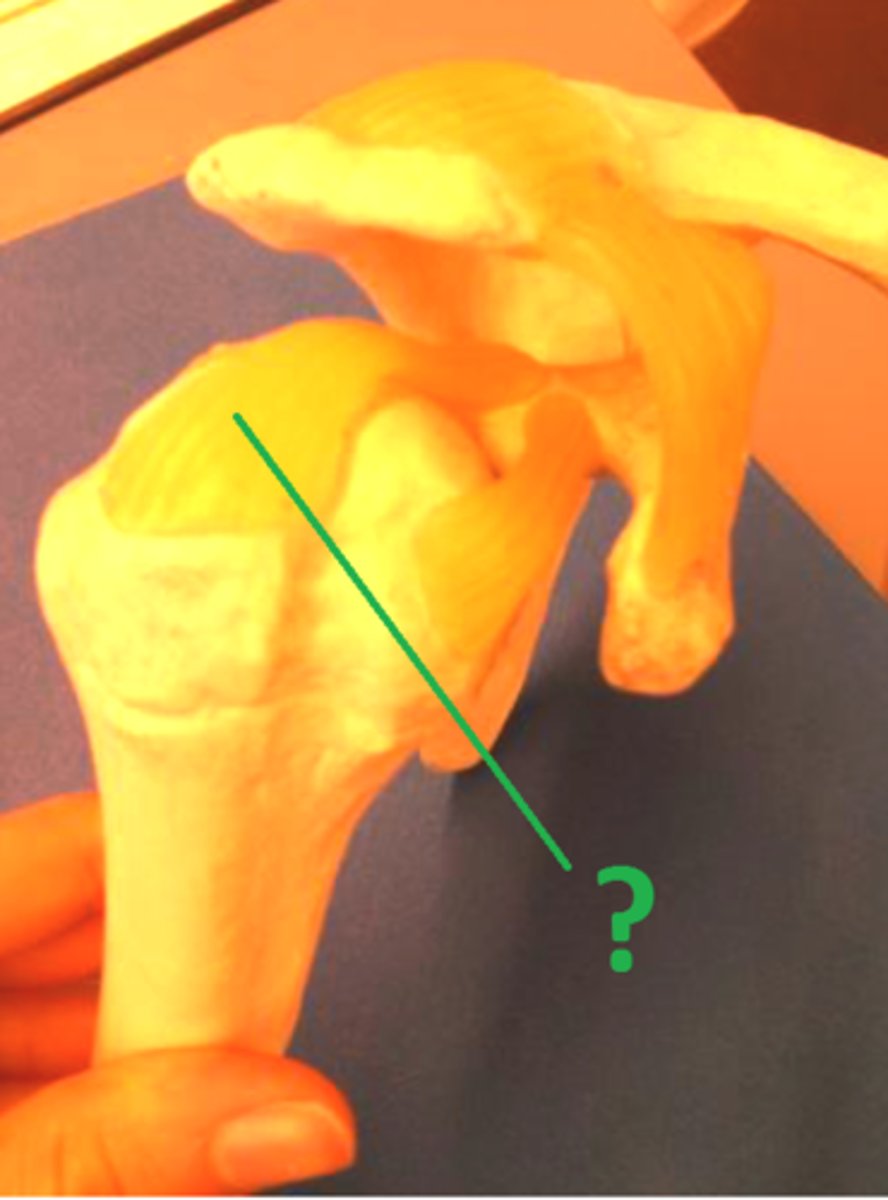 <p>Connects head of humerus to the coracoid process</p>