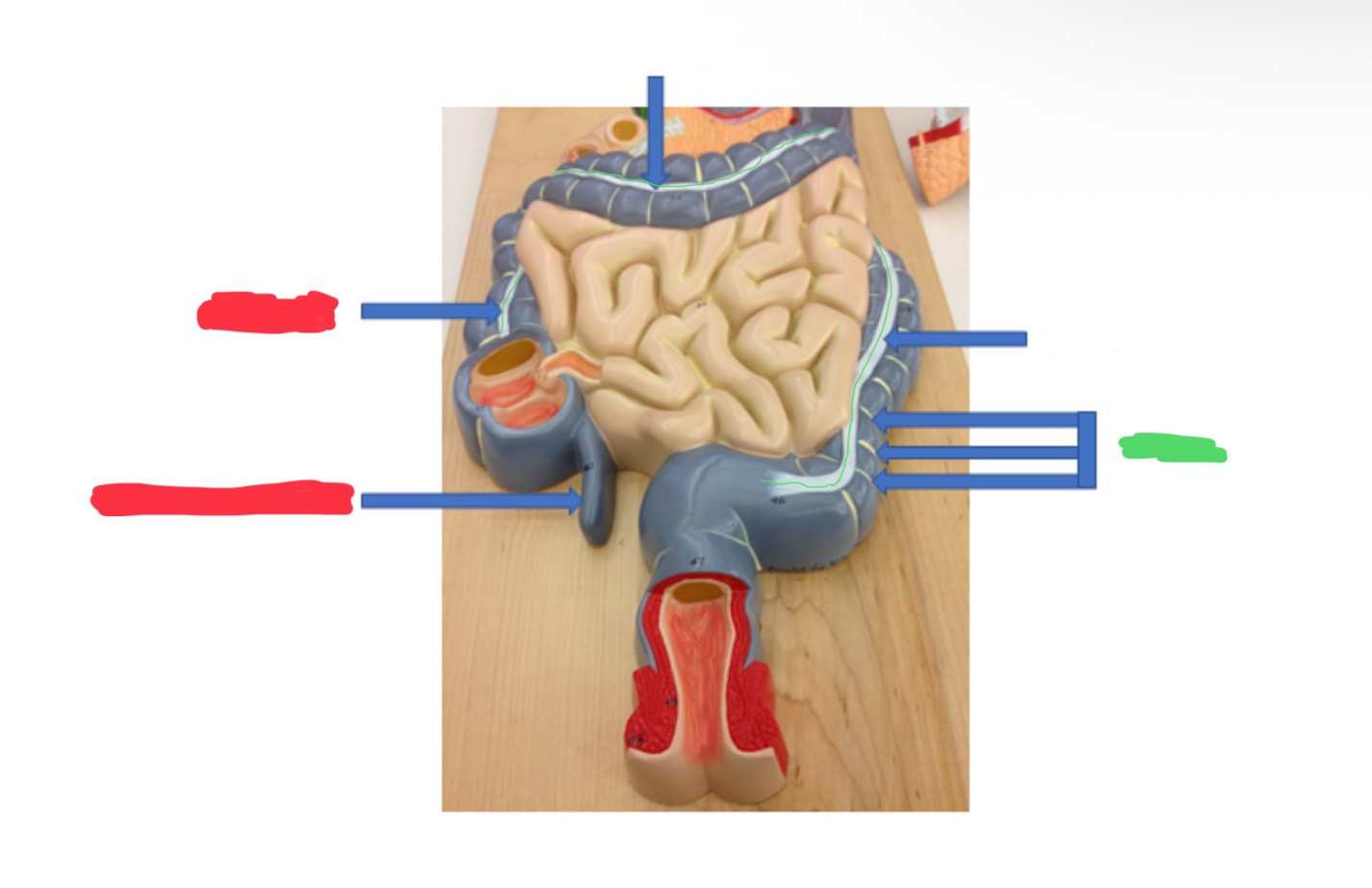 knowt flashcard image