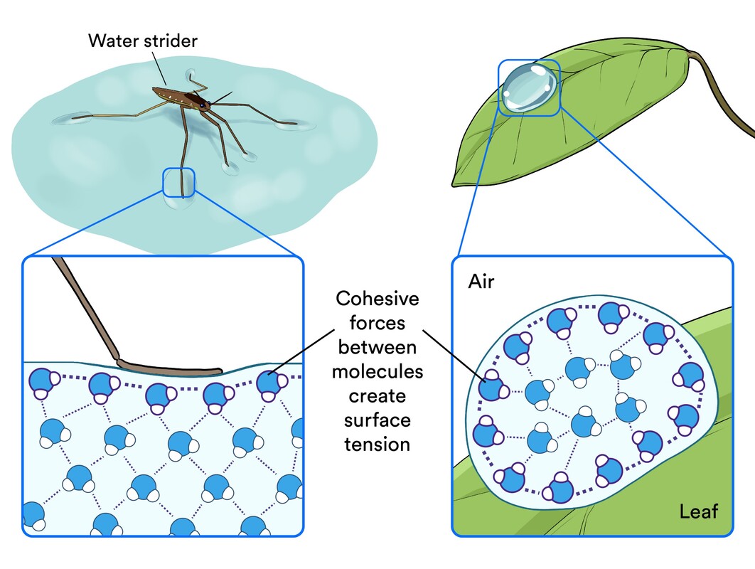 <p>Surface Tension</p>