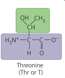 <p>Threonine</p>