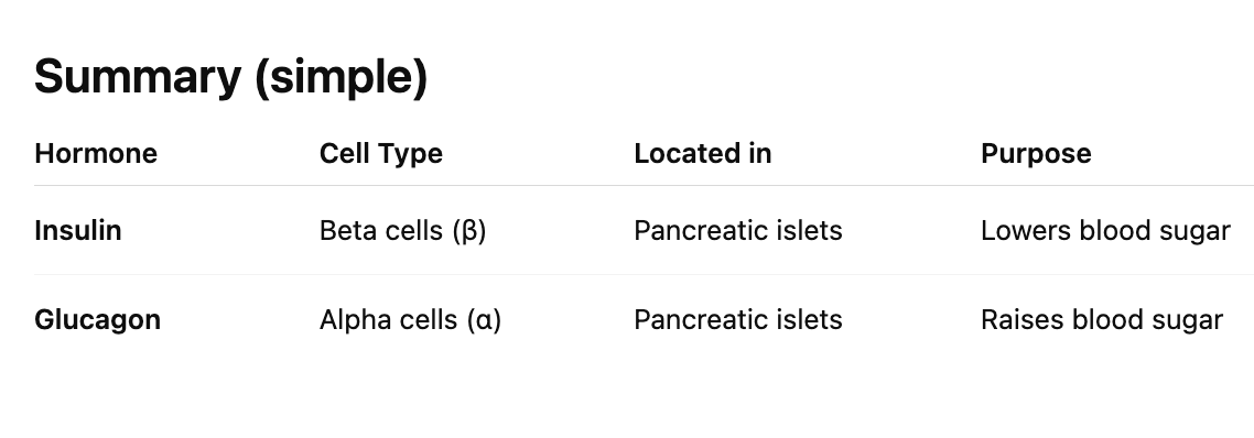 <p>Insulin and glucagon come from <strong>specific cells in the pancreas</strong></p><ul><li><p><span style="color: red;"><strong>Beta (sweet) cells create insulin</strong></span></p></li><li><p><span style="color: purple;"><strong>Alpha cells create glucagon</strong></span></p></li><li><p>Function: <strong>raise blood glucose</strong> by releasing stored energy.</p></li></ul><p></p>