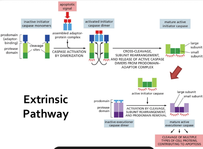 <p><span>Extrinsic = extracellular signal proteins bind to death receptors on a cell surface&nbsp;</span></p><ul><li><p class="Paragraph SCXW89195556 BCX0" style="text-align: left"><span>Binding initiates cascade of events within the cell&nbsp;</span></p></li></ul><p></p>