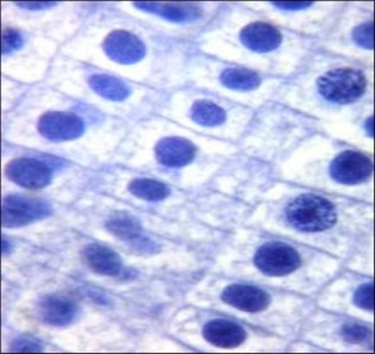 <p>root tip</p>