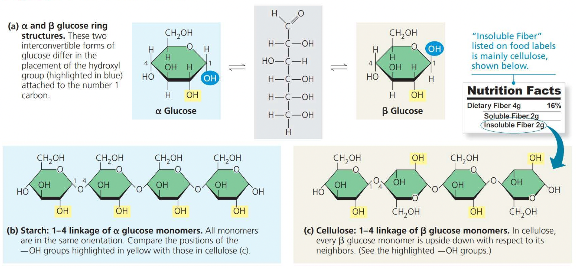 Pay careful attention to the orientation of the hydroxide groups on alpha glucose monomers and beta glucose monomers