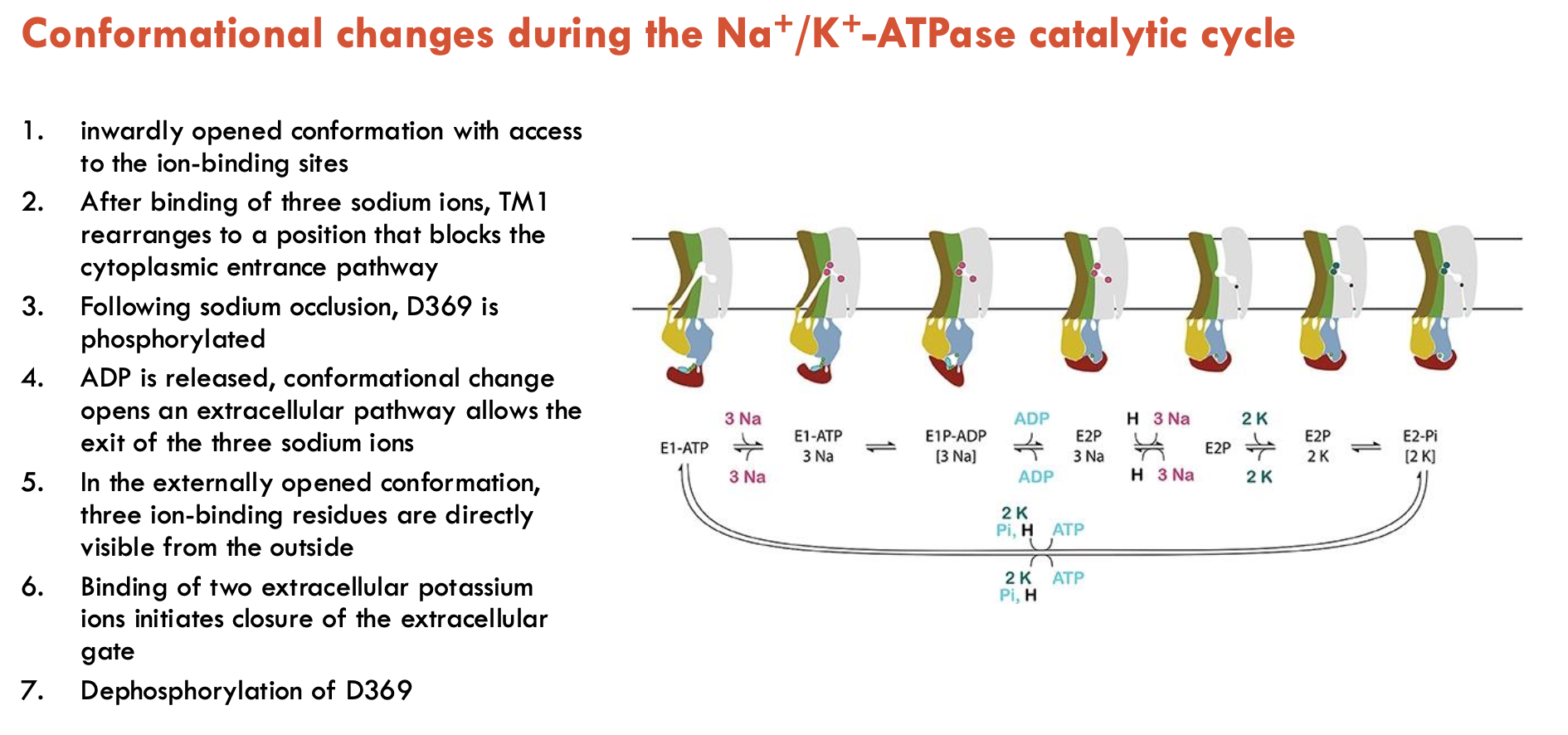 <ol><li><p>Na<sup>+</sup>/K<sup>+</sup>-ATPase starts with an inwardly opened conformation with access to the ion-binding sites</p></li><li><p>After binding of 3 sodium ions, TM1 rearranges to a position that blocks the cytoplasmic entrance pathway</p></li><li><p>Following sodium occlusion, D39 is phosphorylated</p></li><li><p>ADP is released, conformational change opens an extracellular pathway allows the exit of the 3 sodium ions</p></li><li><p>In the externally opened conformation, 3 ion-binding residues are directly visible from the outside</p></li><li><p>Binding of two extracellular potassium ions initiates closure of the extracellular gate</p></li><li><p>Dephosphorylation of D369</p></li></ol><p></p>